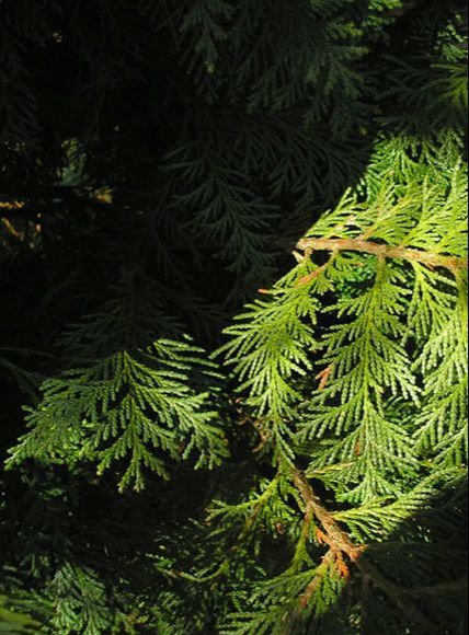 Evergreen Hedging - Conifer